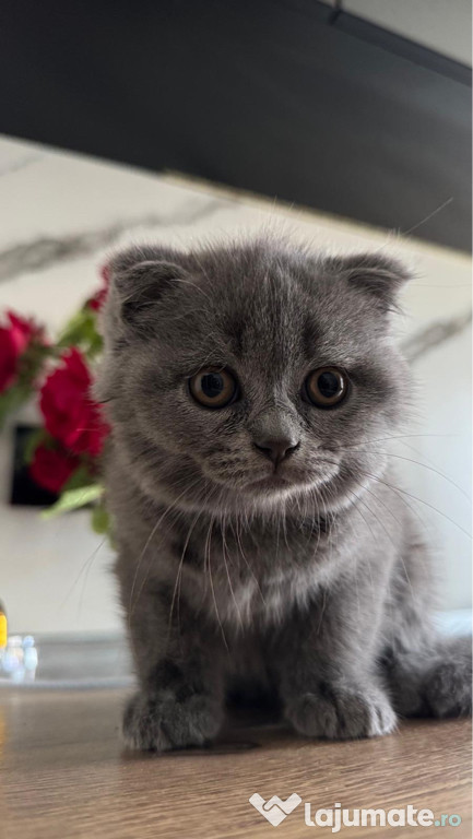 Pisici Scottish Fold