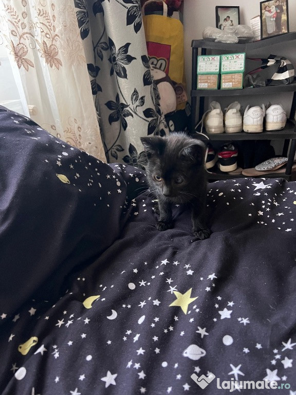 Pui de pisica dati spre adoptie