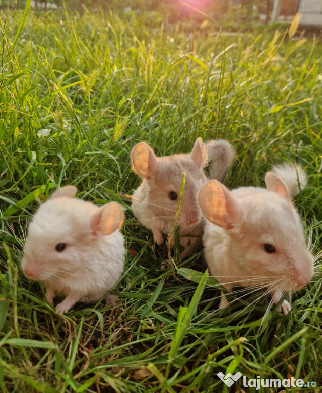 Pui de chinchilla