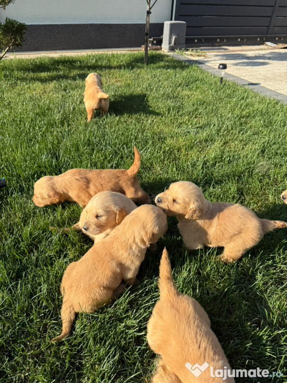 Golden Retriever