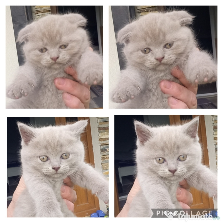 Scottish fold/straight