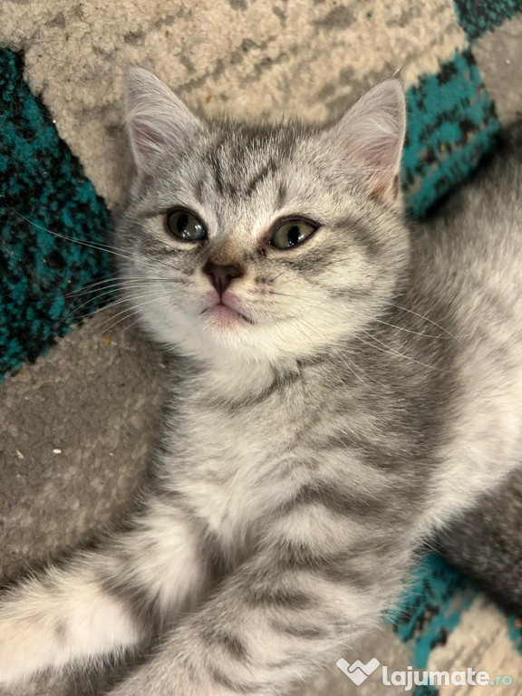British shorthair tabby