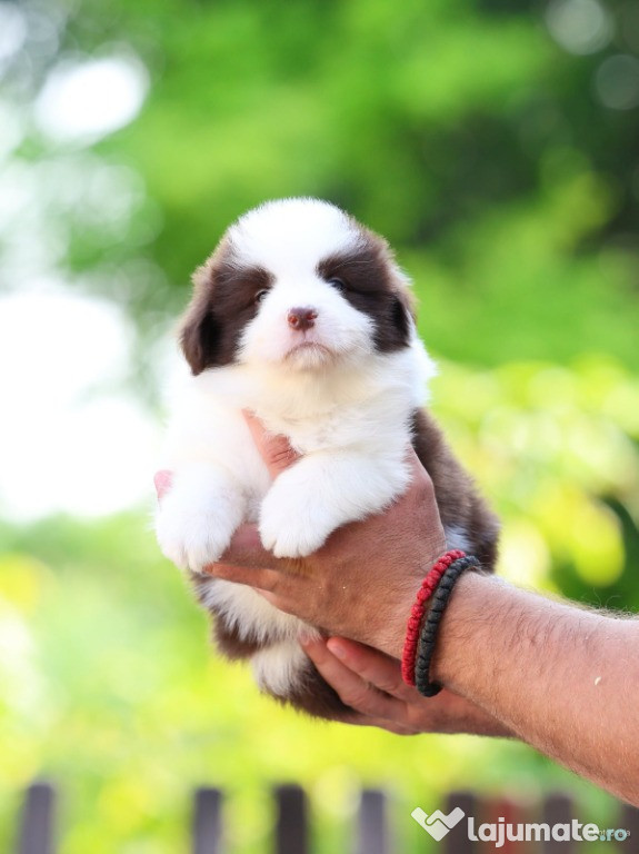 Border Collie caini de vanzare