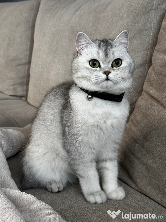 British shorthair Chinchilla parinti pedigree teddy head