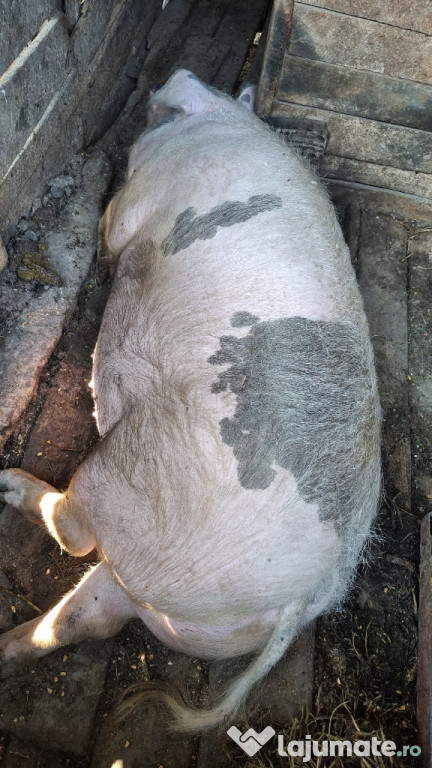 Porci de vanzare