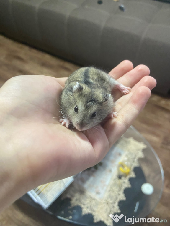 Donez hamsteri urgent!