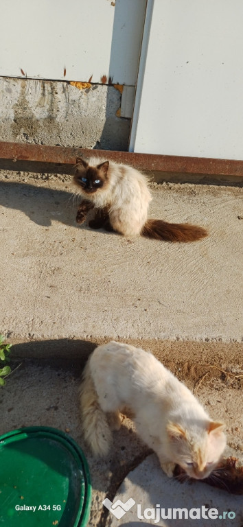 Doi motănei disponibili