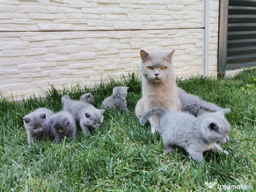 British shorthair