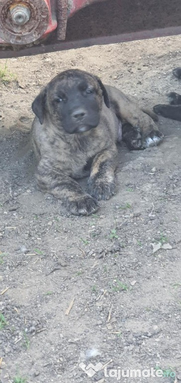 Vand catei talie mare kangal x presa canario