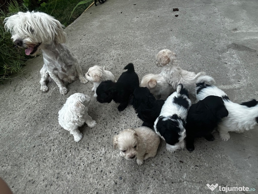 Bichon maltez 350 lei