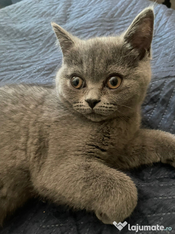 Pisicuță British Shorthair