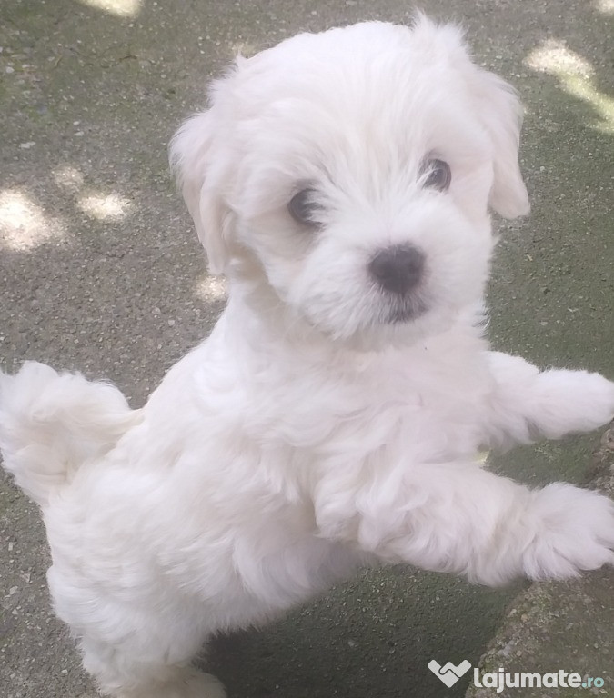 Pui bichon maltez