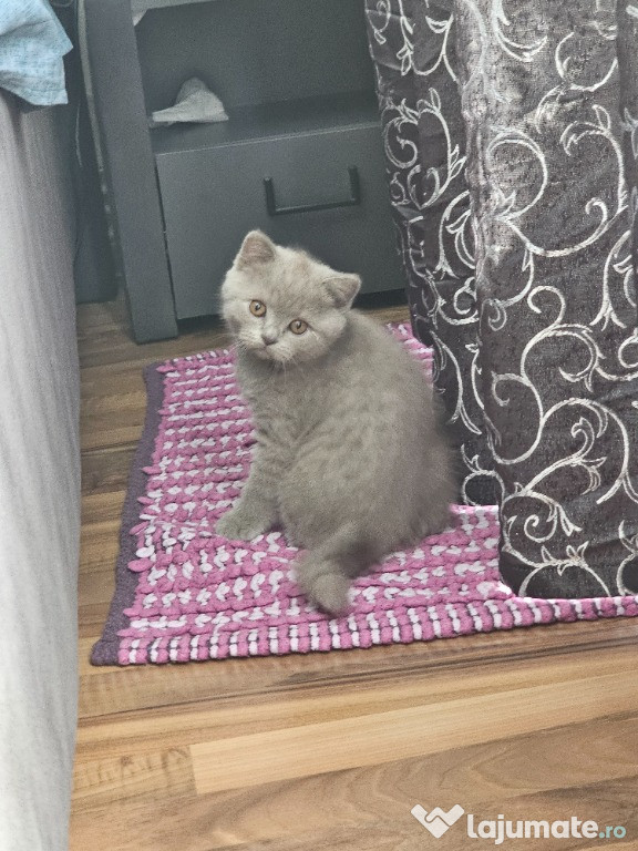 British shorthaer blue si lilac