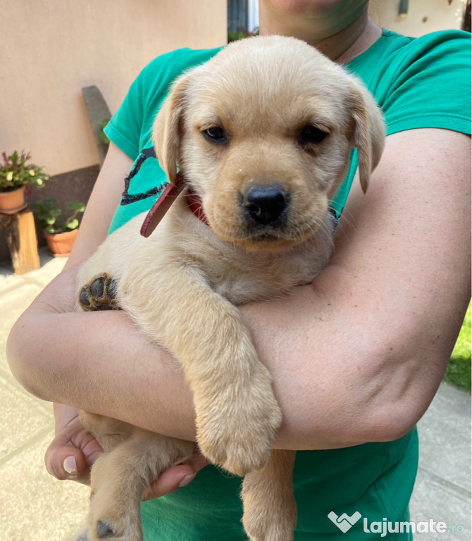 Căței labradori retriever