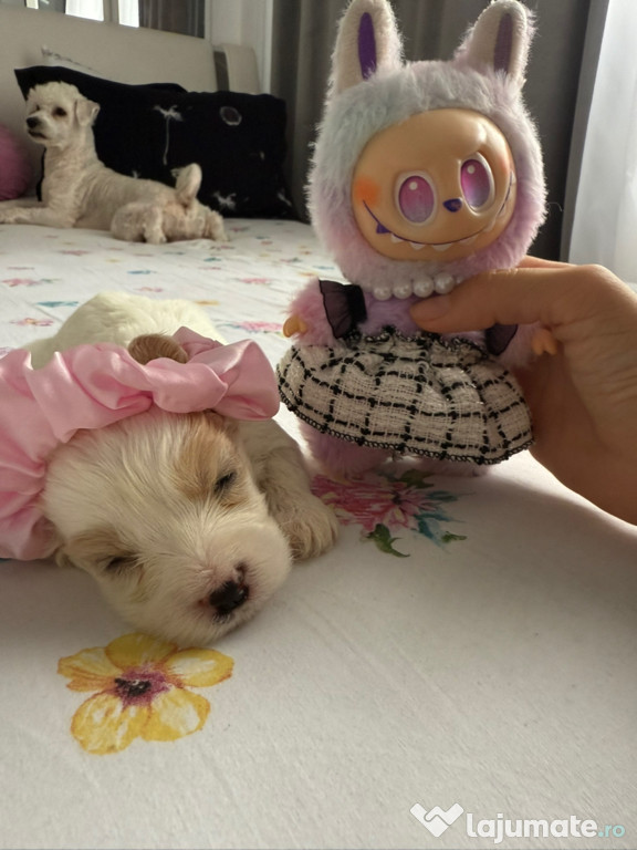 Bichon maltez 2 luni
