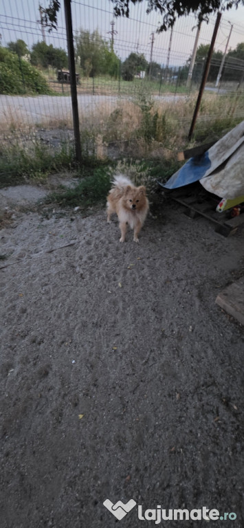 Cățel Pomeranian varsta 8luni