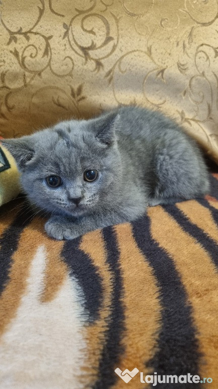 British shorthair