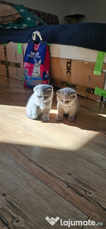 Pisica Scotish Fold pisoi British Shorthair