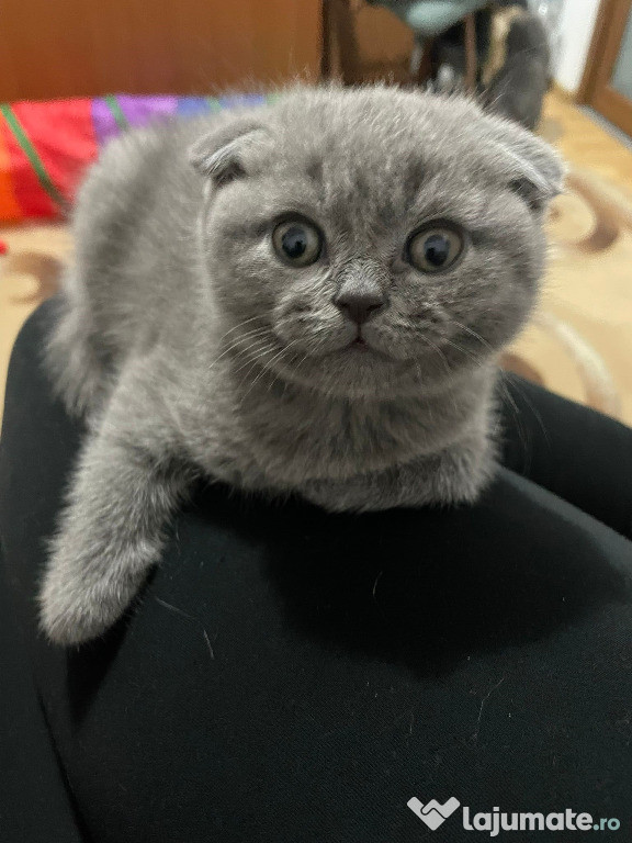 Motănel Scottish Fold