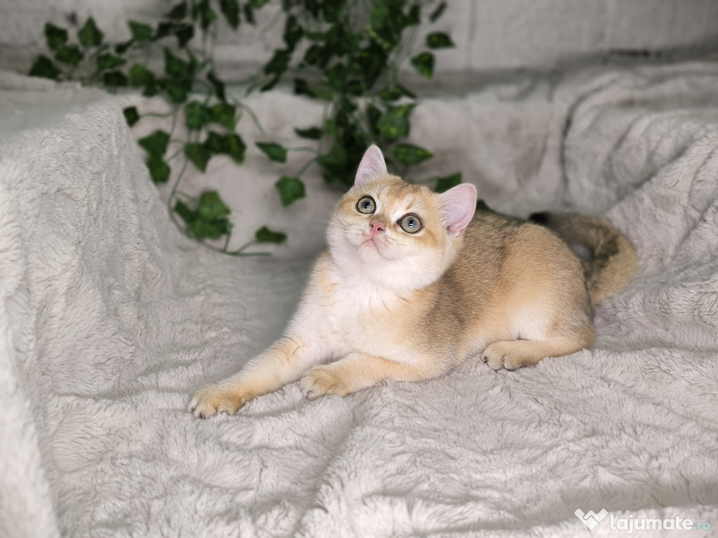 Vand fetita British shorthair golden chinchilla