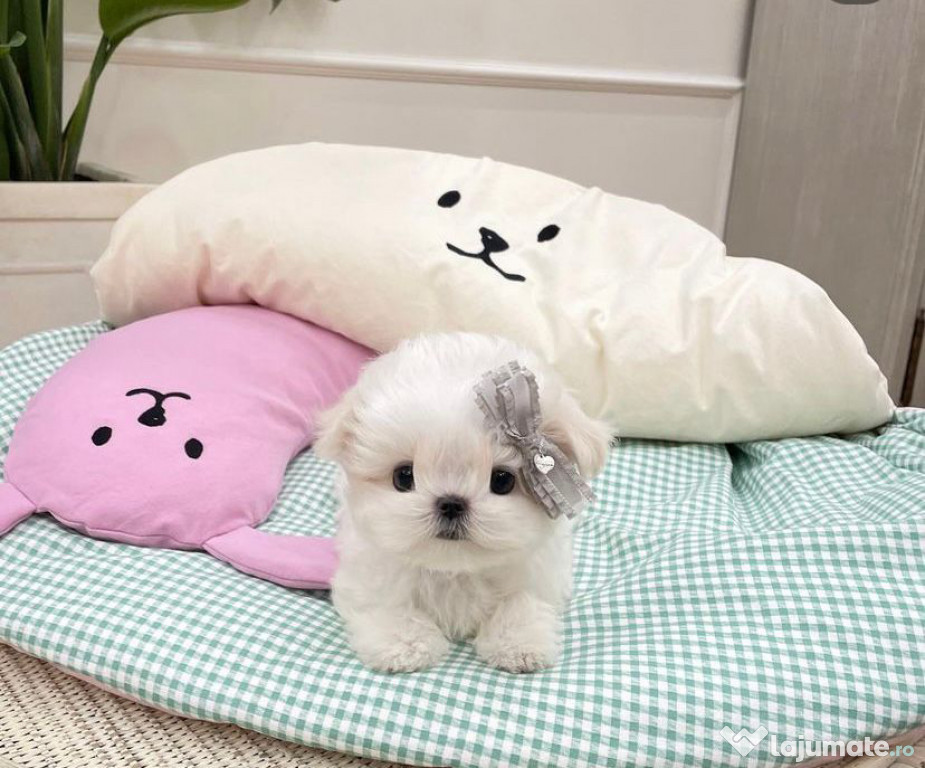 Bichon Maltez Mini Toy