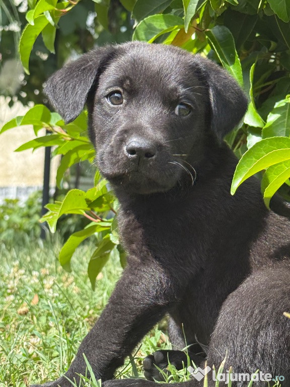 Labrador retriever