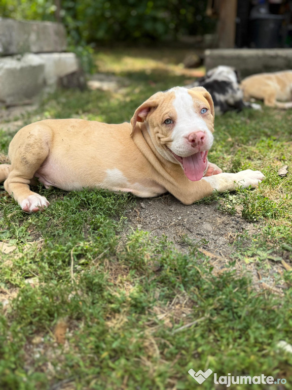 American Bully XXL