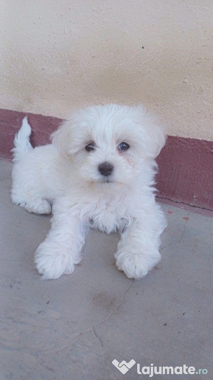 Căutăm căsuță bichon maltez