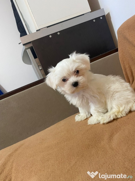 Bichon Maltez Toy