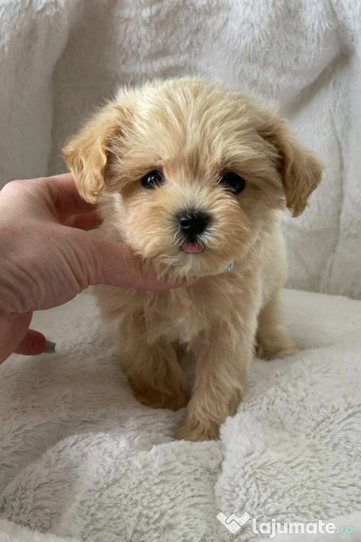 Bichon maltez mini toy