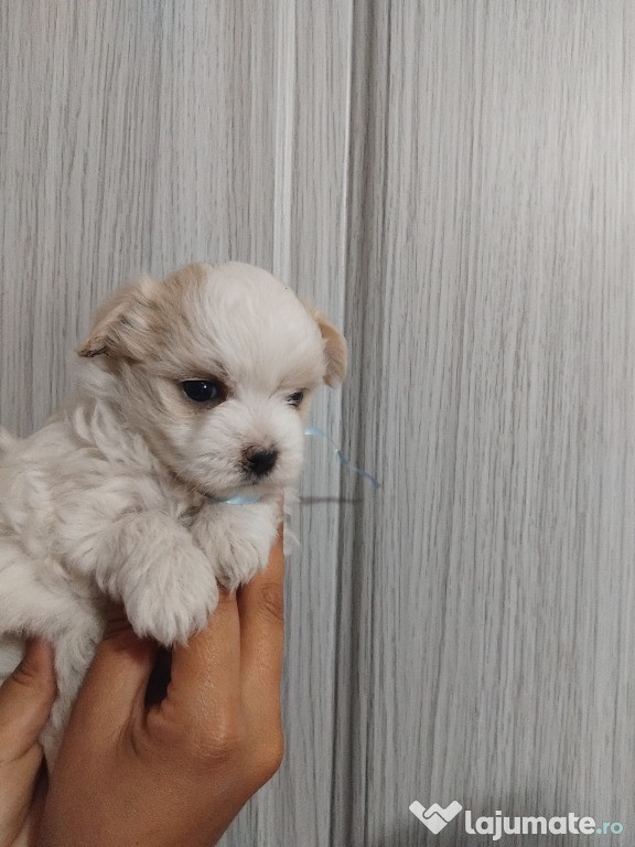 Bichon toy băiețel