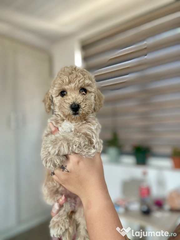 ????✨ 4 Pui Bishpoo adorabili își caută familii iubitoare! ✨????