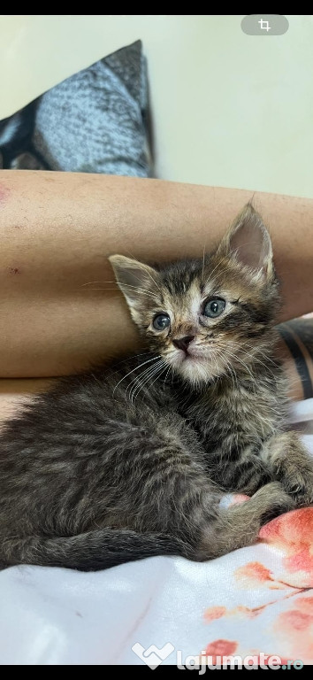Pui de pisica spre adoptie