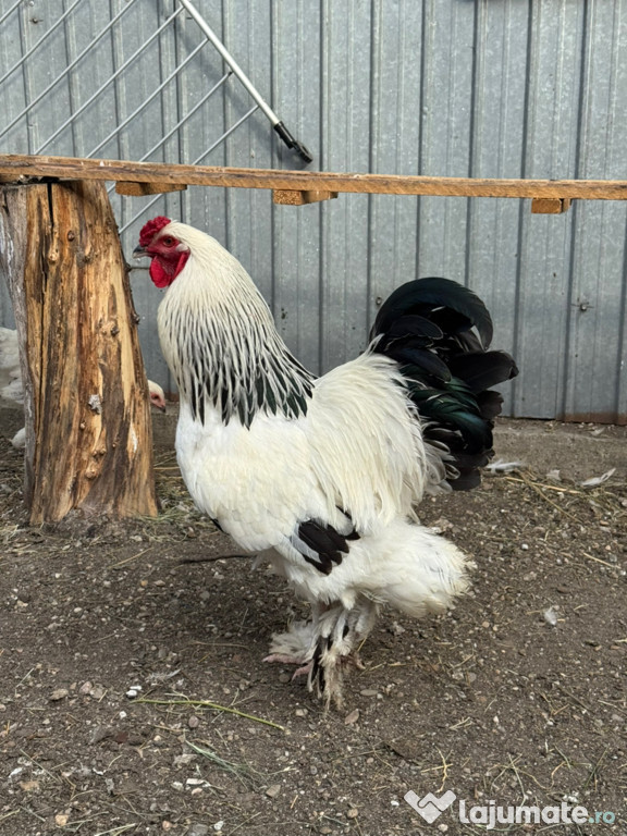 Brahma herminat deschis