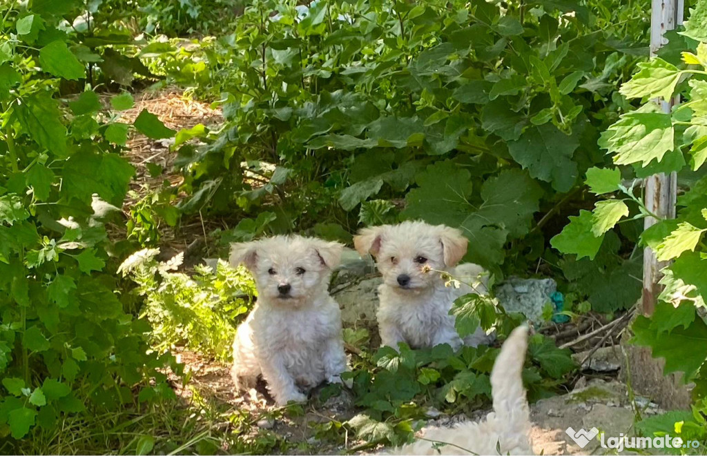Pui bichon maltez !