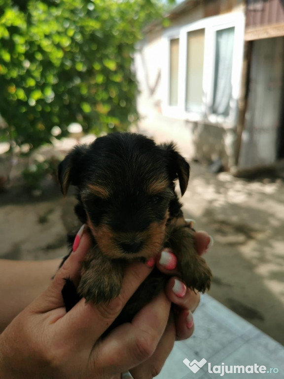 Yorksire terrier