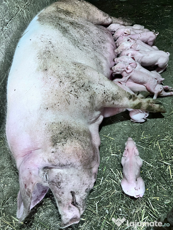 Colaborare cu porci și purcei.