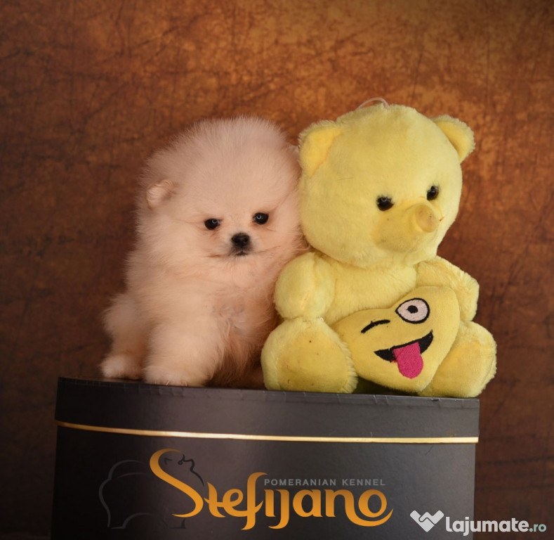 Pomeranian BOO cățeluși