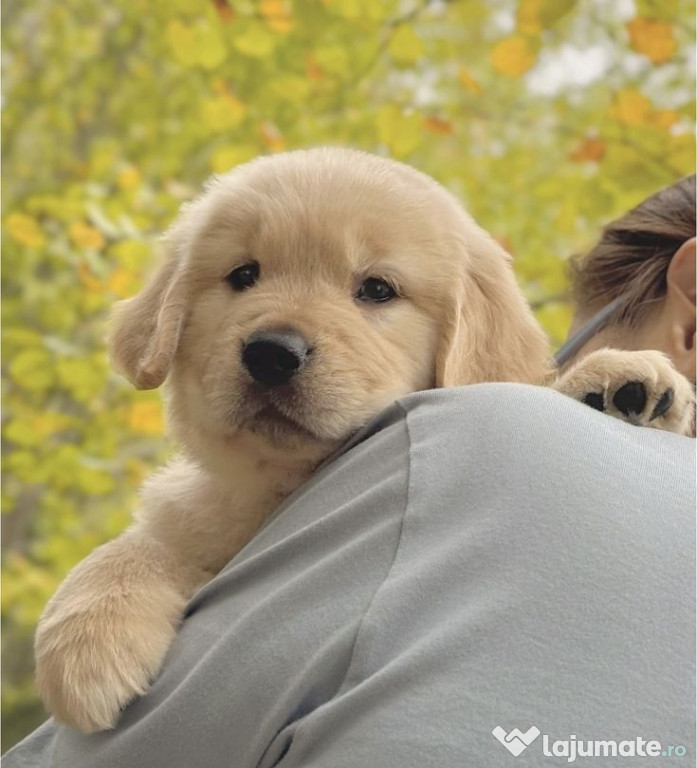 Golden retriever auriu