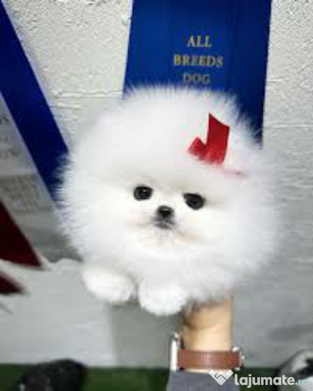 Pomeranian mini boo
