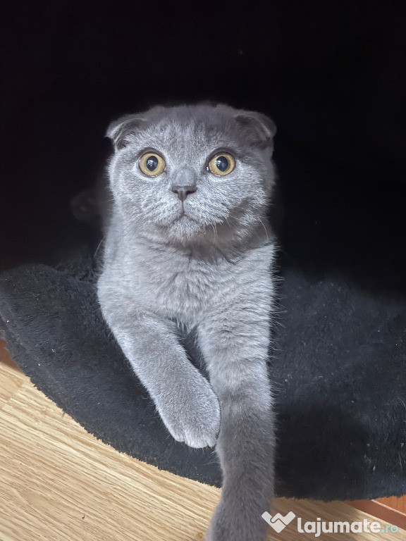 Scottish fold băiețel