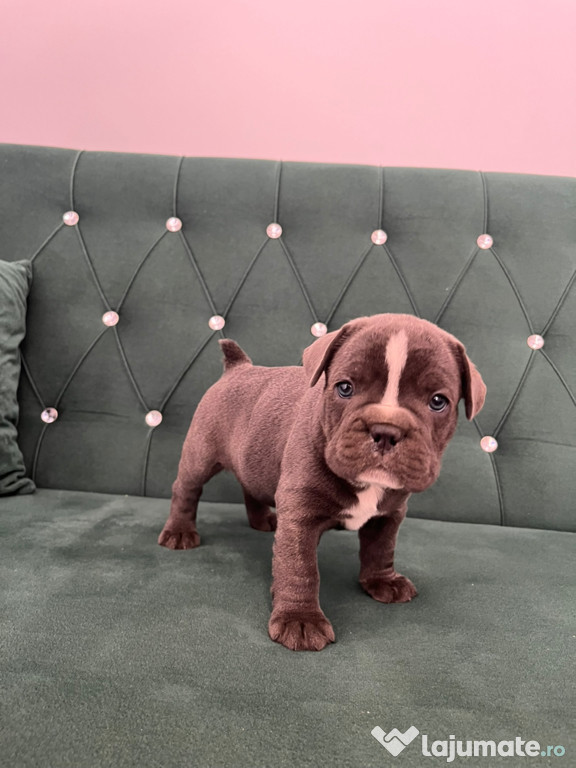 Bulldog Francez cățeluși!