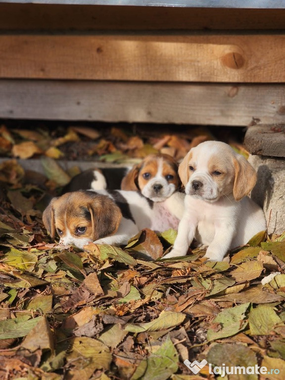 Vând beagle rasa pură