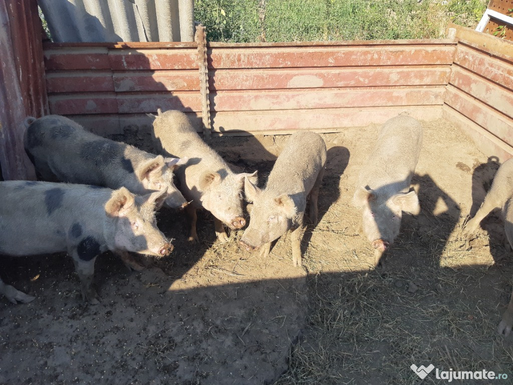Vand porci 1700 lei bucata