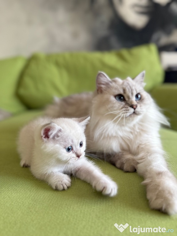 British longhair