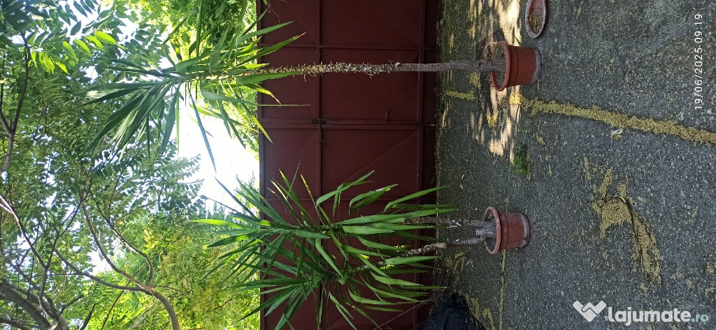 2 Yucca 2.3m & 1,8m