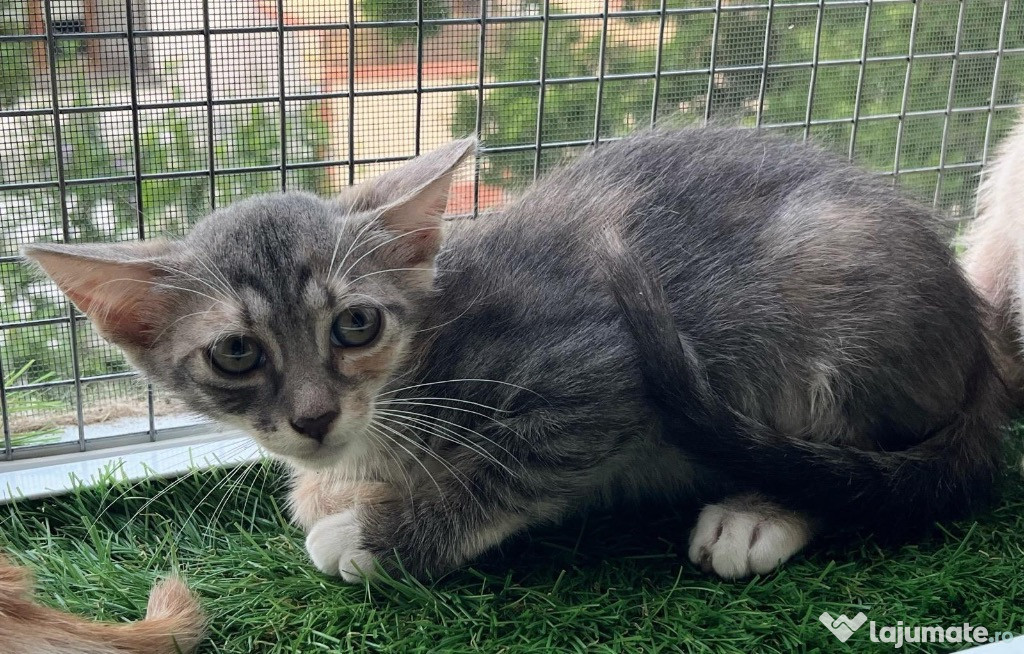 Pisicuta deosebita metis British Shorthair pui, gratuit