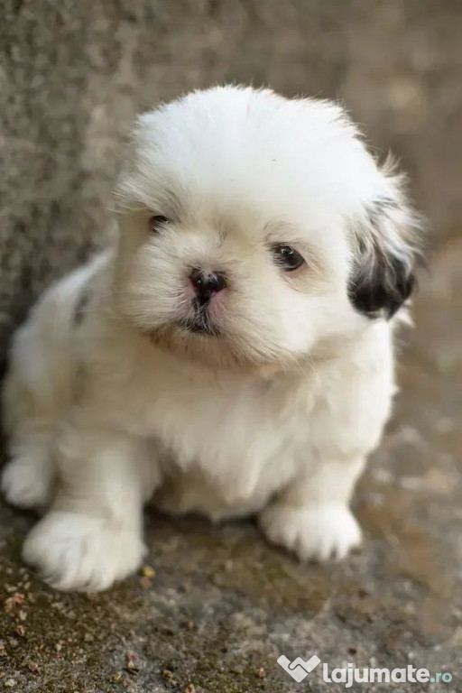 Bichon maltez mini toy
