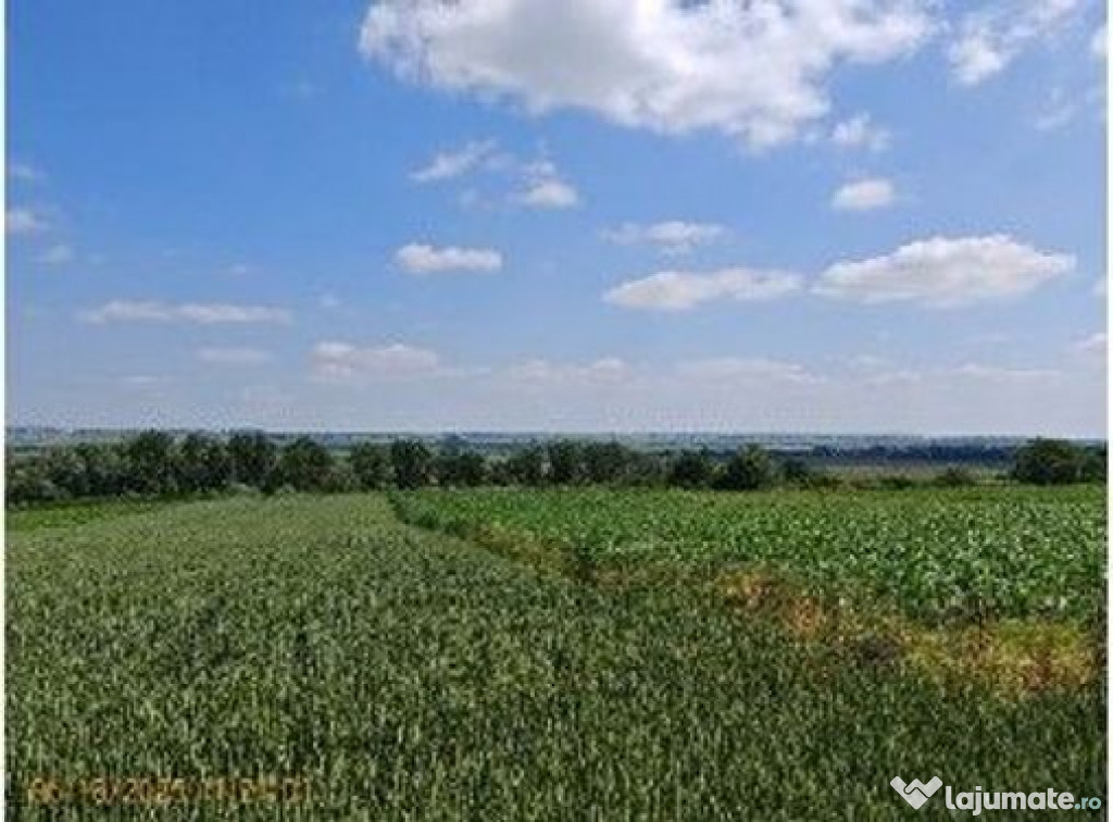 Teren extravilan Bosanci, ID: R2649419
