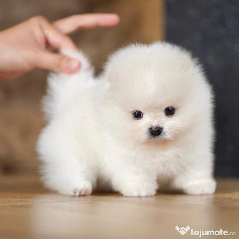 Căței mici de Pomeranian de adoptat.